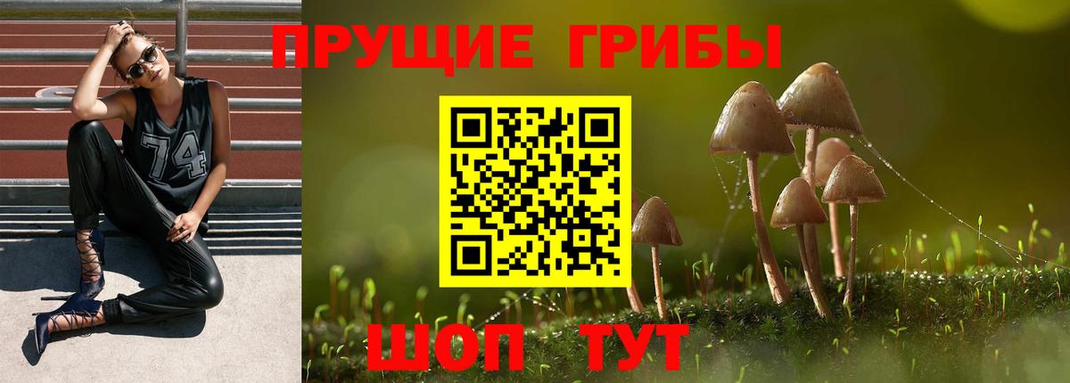 Богородицк  Галлюциногенные грибы Psilocybine cubensis  Вход с VPN 